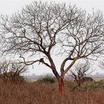 Tsavo East