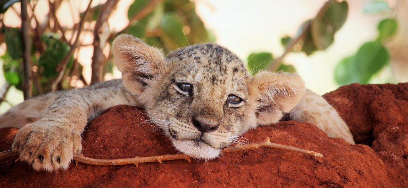 NOVI POLASCI Kenija 2026 Dobrodošli doma!