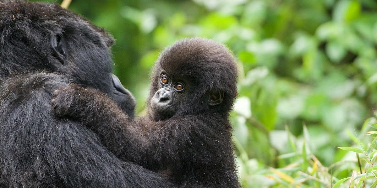 PEARL OF AFRICA UGANDA